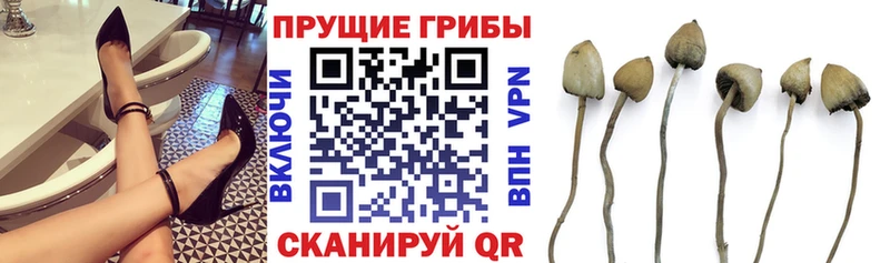 Галлюциногенные грибы Magic Shrooms  где купить наркоту  Кировград 